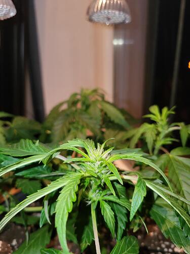 Growreport Bild 5