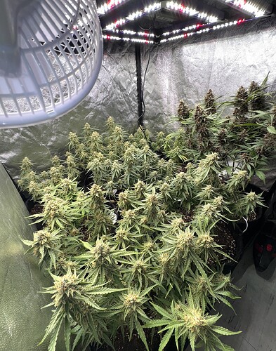 Growreport Bild 8