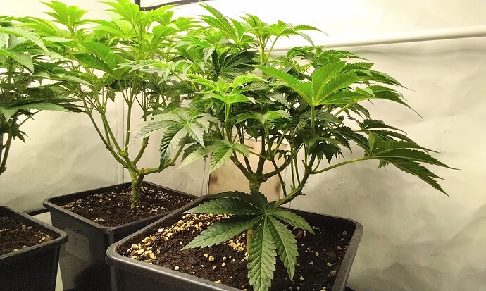 IMG_20251031_101932-EDIT