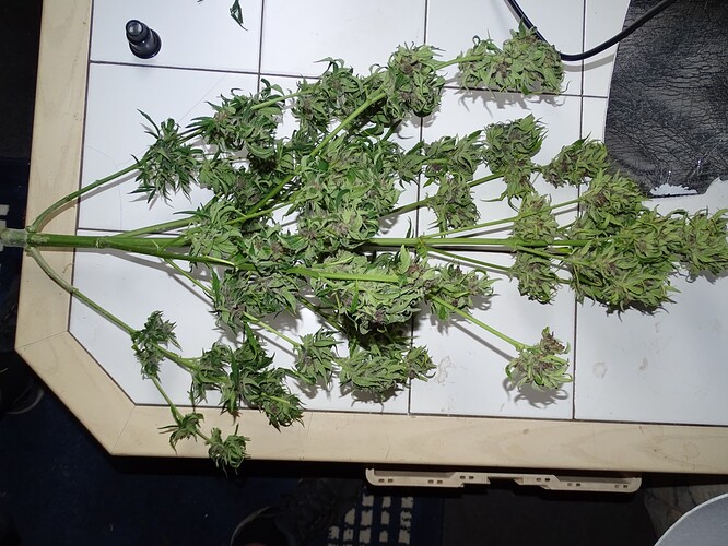 Growreport Bild 11