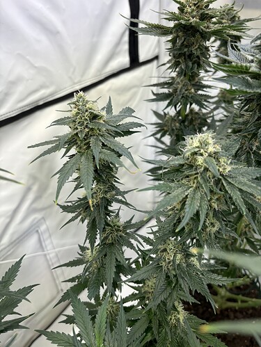 Growreport Bild 12