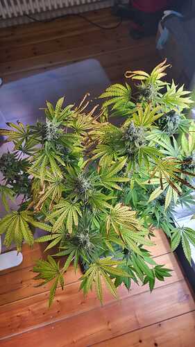 Growreport Bild 6
