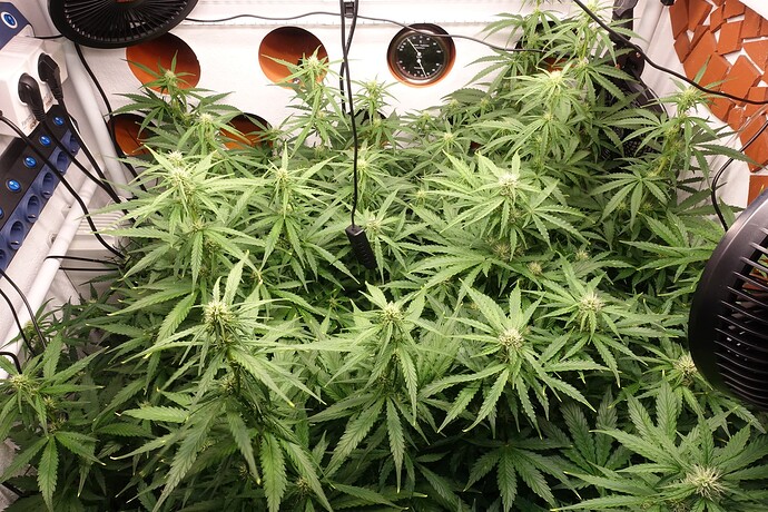 Growreport Bild 1