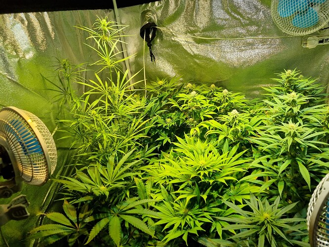 Mehrere Cannabis-Pflanzen in einem Zelt, einige zeigen bereits erste Blütenansätze, mit Ventilatoren zur Belüftung.