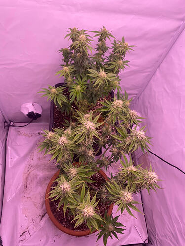 Growreport Bild 9