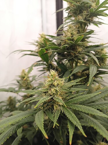Growreport Bild 20