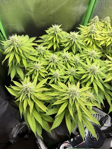 Growreport Bild 26