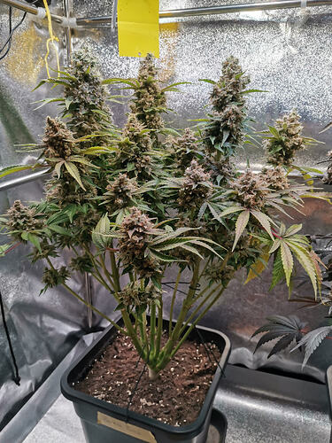 Growreport Bild 27