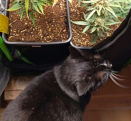 a4146d07e37ad1d503ae95dfd63f4456c14f188a