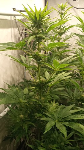 Growreport Bild 30