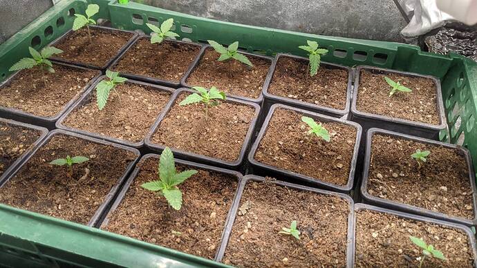 Growreport Bild 2
