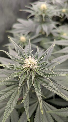 Growreport Bild 13
