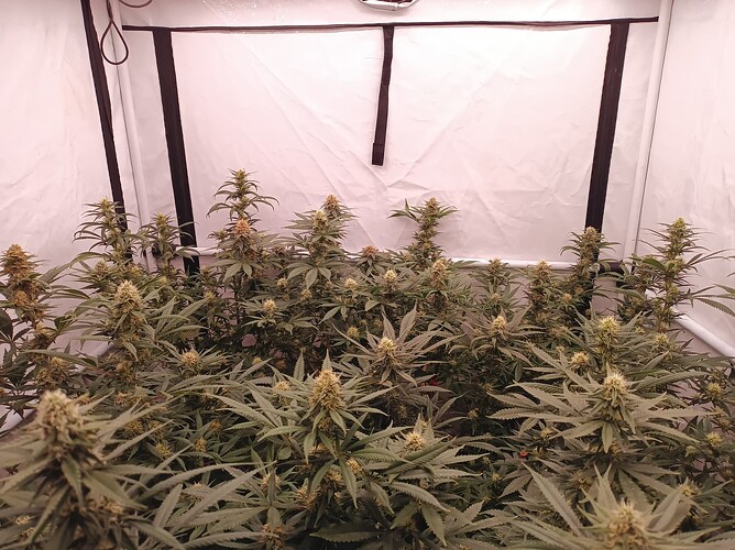 Growreport Bild 3