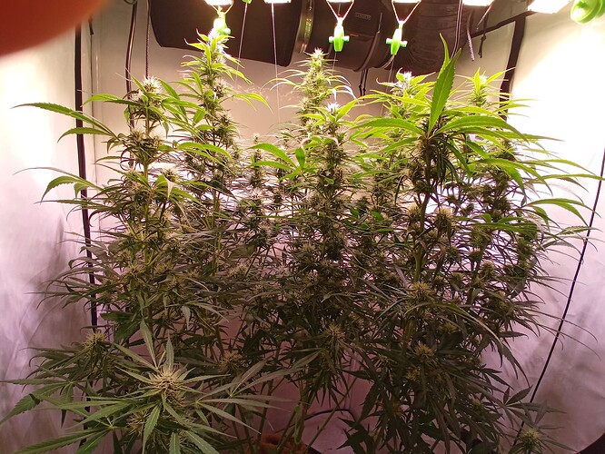Growreport Bild 4