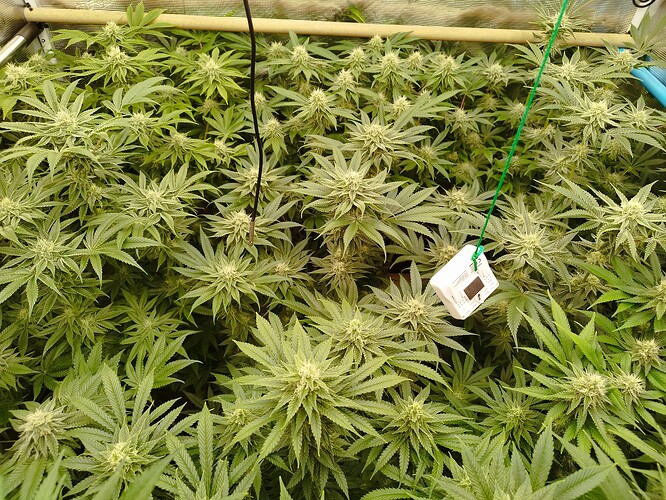 Growreport Bild 11
