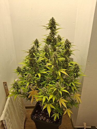 Growreport Bild 188