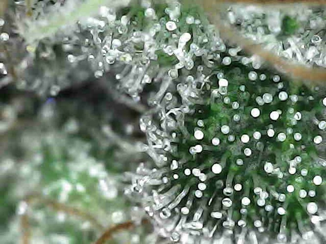 Growreport Bild 1
