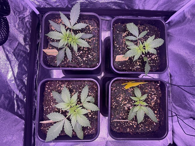 Growreport Bild 16