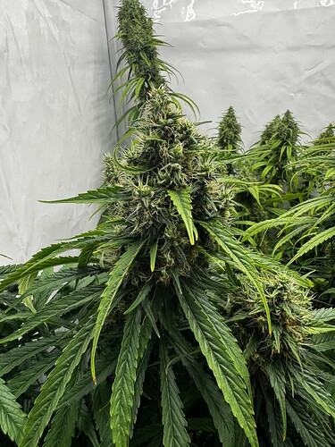 Growreport Bild 4