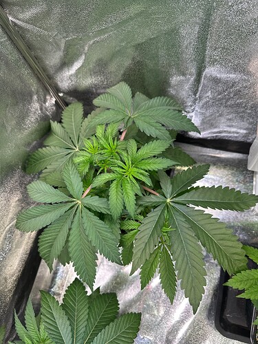 Growreport Bild 43