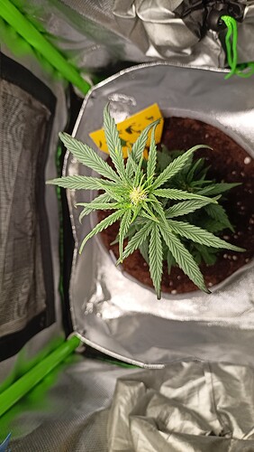Growreport Bild 3