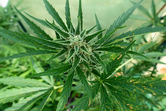 Growreport Bild 5