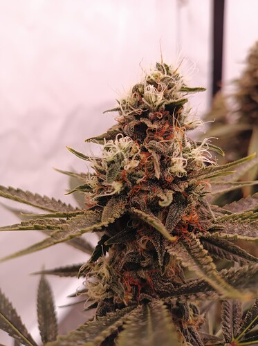 Growreport Bild 8