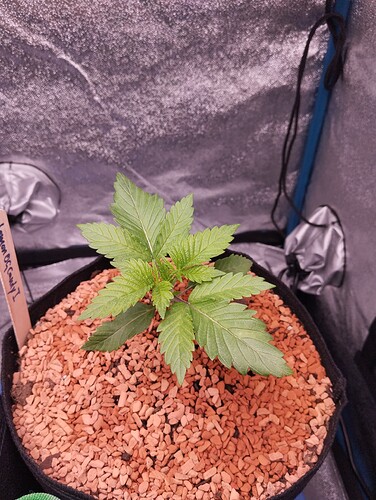 IMG_20241202_180622 - Kopie