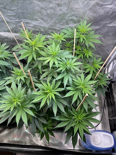 Growreport Bild 4