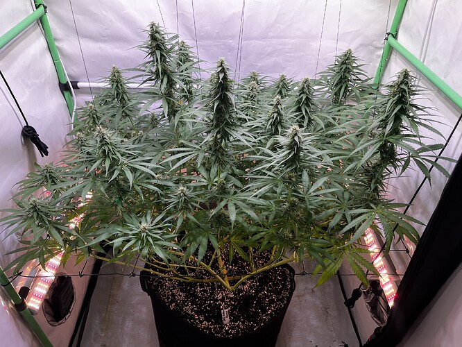 Growreport Bild 1
