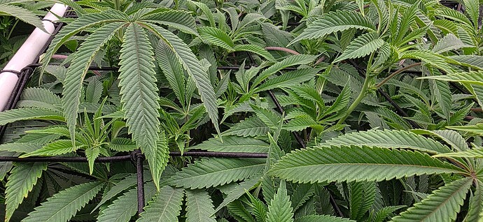 Growreport Bild 18