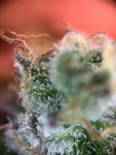Growreport Bild 84