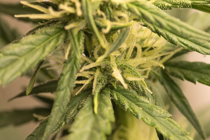 Growreport Bild 4