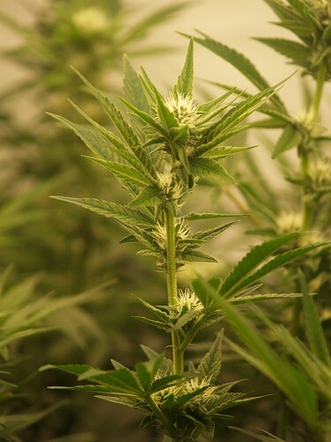 Growreport Bild 12