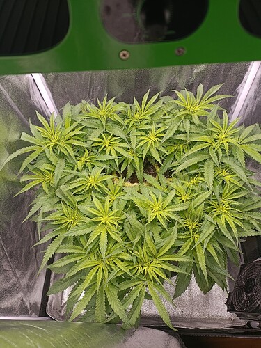 Growreport Bild 2