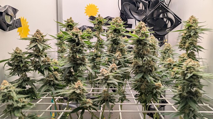 Growreport Bild 13