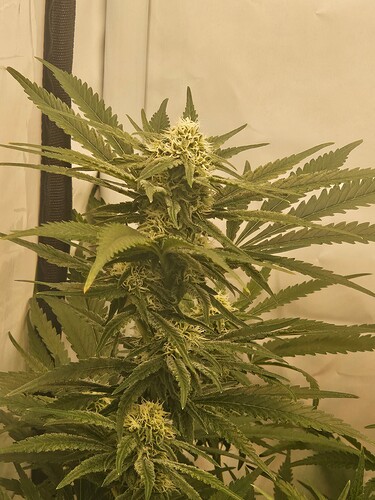 Growreport Bild 9