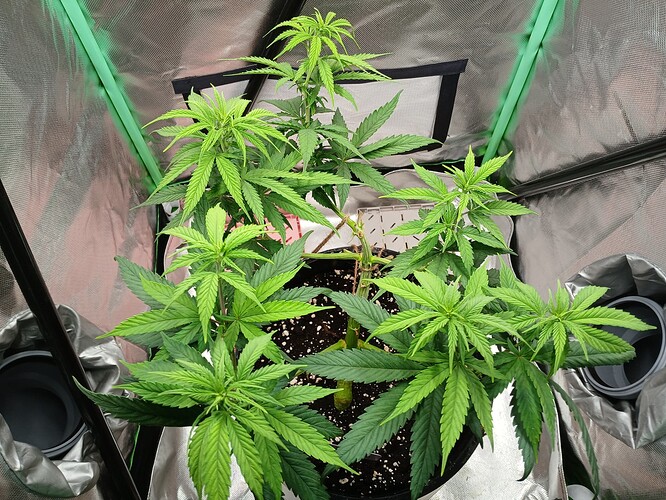 Growreport Bild 4
