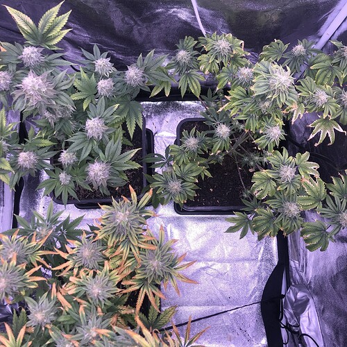Growreport Bild 9