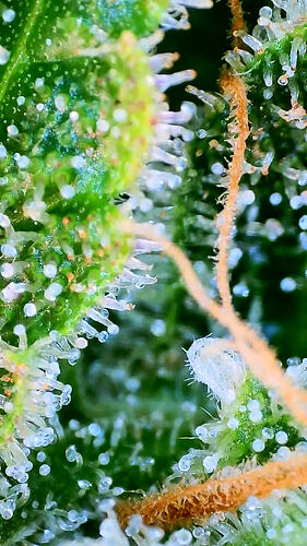 Nahaufnahme von Cannabis-Trichomen an einer Blüte, die Reife der Trichome ist gut erkennbar.