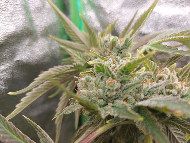 Growreport Bild 2