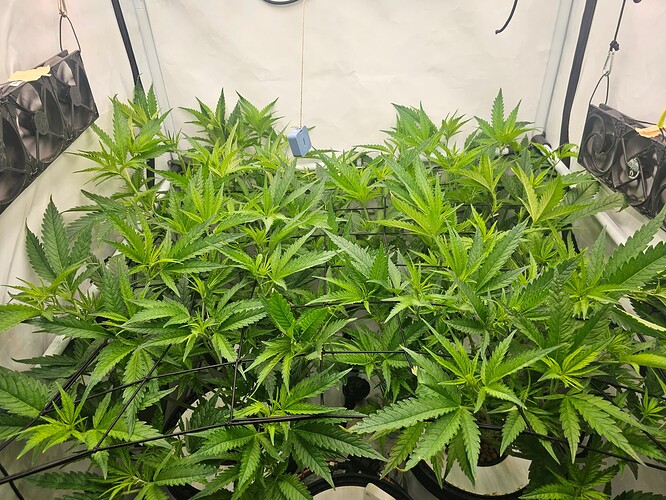 Growreport Bild 13