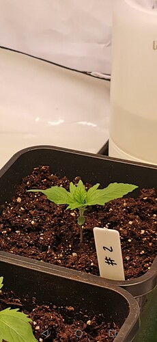 Growreport Bild 6