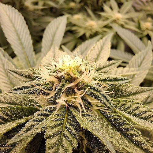 474615596_122165731544293599_7068693062382216358_n