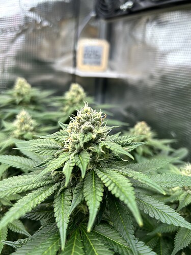 Nahaufnahme eines Cannabis-Buds in der Blütephase in einem Growzelt, im Hintergrund ist ein Hygrometer unscharf zu sehen.