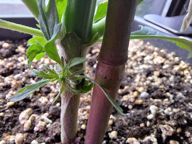 Growreport Bild 6