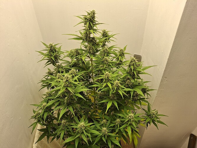 Growreport Bild 166