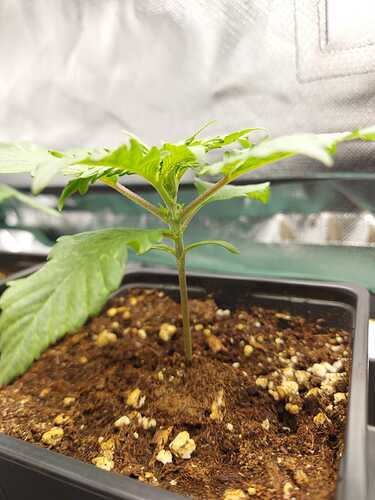 Growreport Bild 13