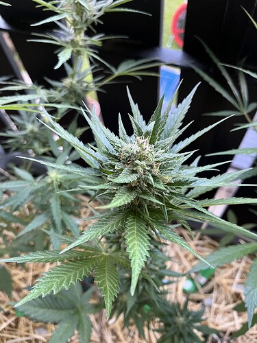 Growreport Bild 2