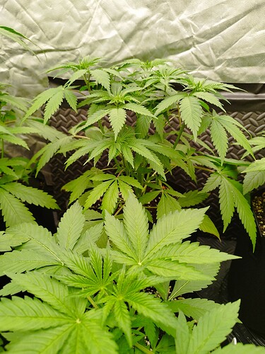 Mehrere junge Cannabispflanzen in der Wachstumsphase, eine davon im Vordergrund, die anderen im Hintergrund, alle in dunklen Töpfen.